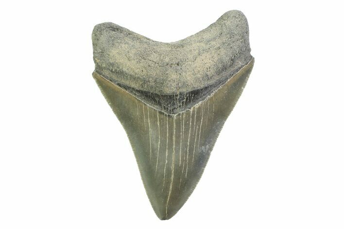 Serrated, Colorful, Fossil Megalodon Tooth - Georgia #338786